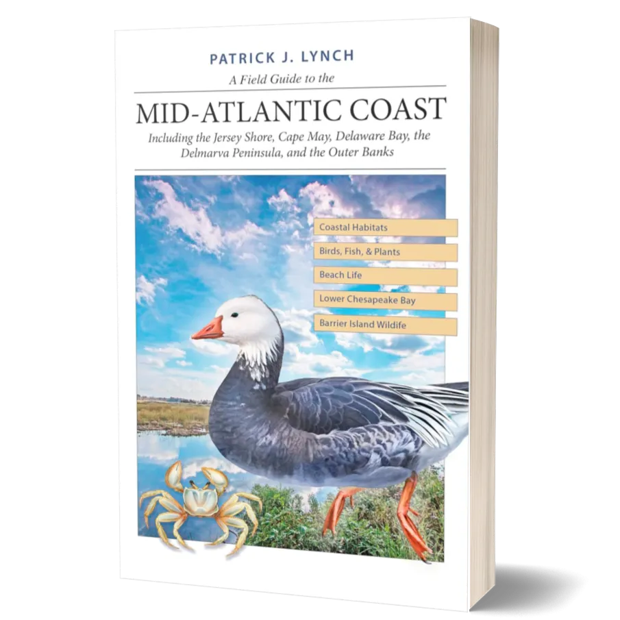 A Field Guide to the Mid-Atlantic Coast: Including the Jersey Shore, Cape May, Delaware Bay, the Delmarva Peninsula, and the Outer Banks