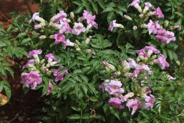 Bring Home the Beauty of Tecoma Climber Pink - The Rosy Trumpet Tree Plant for Sale