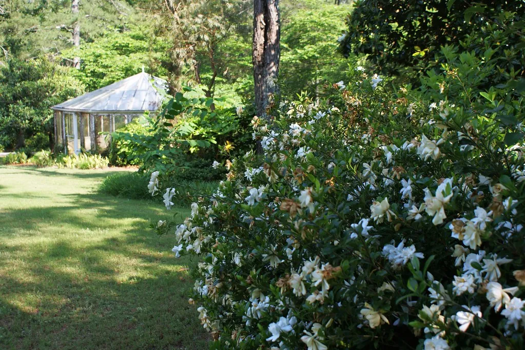 Gardenia Cape Jasmine Gardenia jasminoides 200 Seeds  USA Company