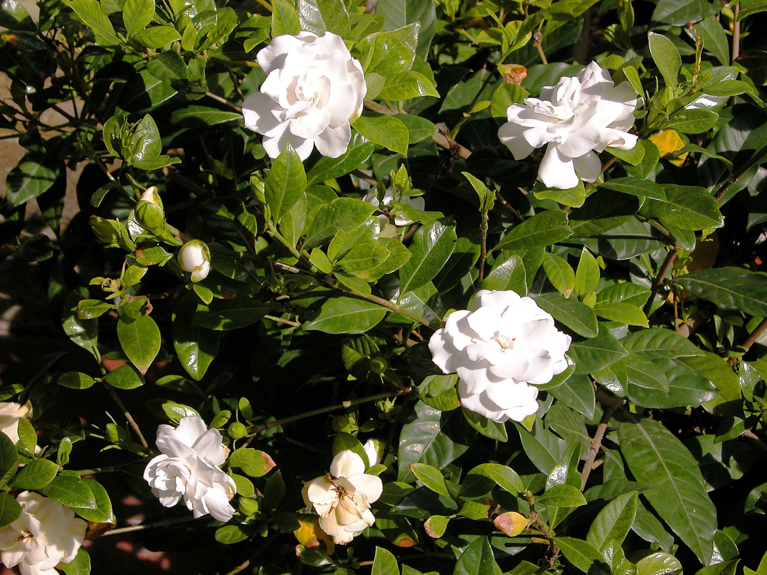 Gardenia Cape Jasmine Gardenia jasminoides 200 Seeds  USA Company