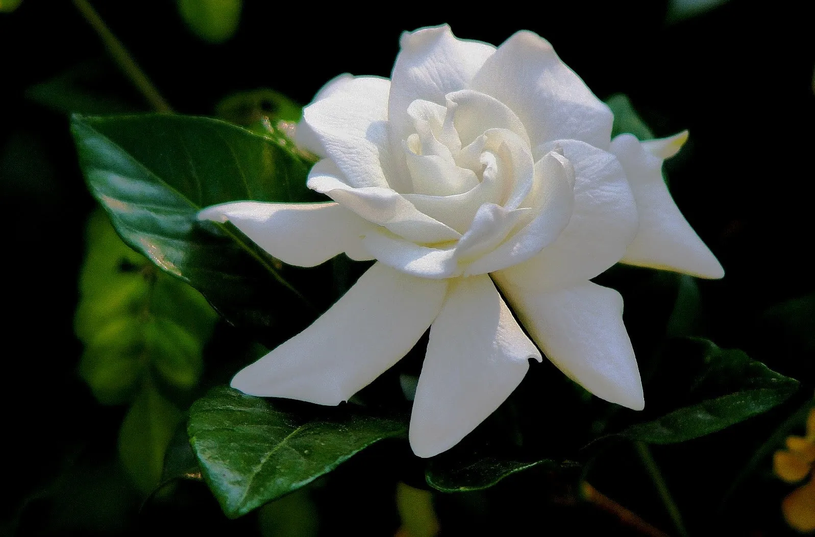 Gardenia Cape Jasmine Gardenia jasminoides 200 Seeds  USA Company
