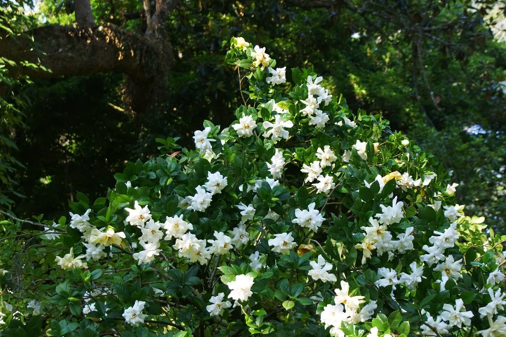 Gardenia Cape Jasmine Gardenia jasminoides 200 Seeds  USA Company