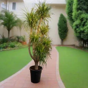 Succulent Dracaena Draco Type H6, Multistem 45LP, 1.8-2.0M