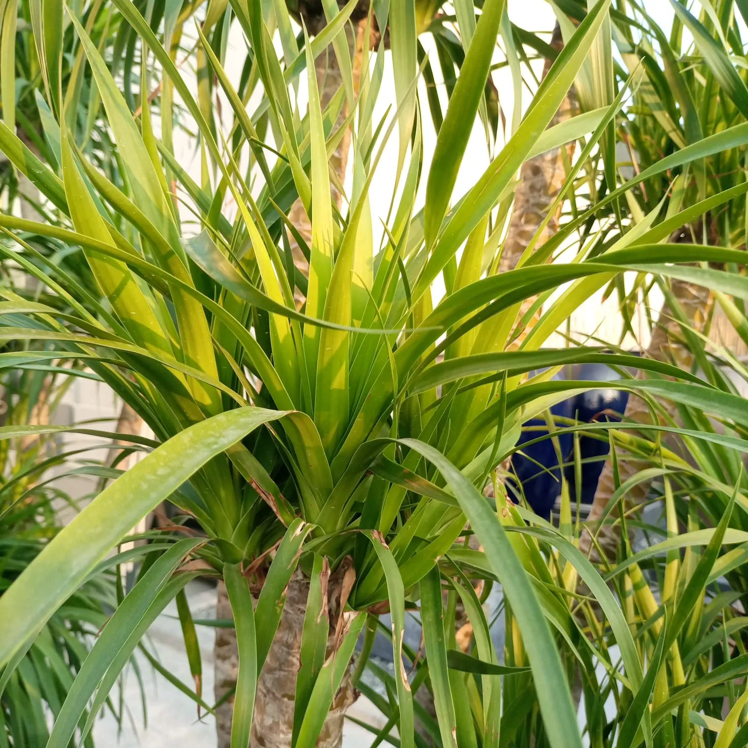 Succulent Dracaena Draco Type H6, Multistem 45LP, 1.8-2.0M