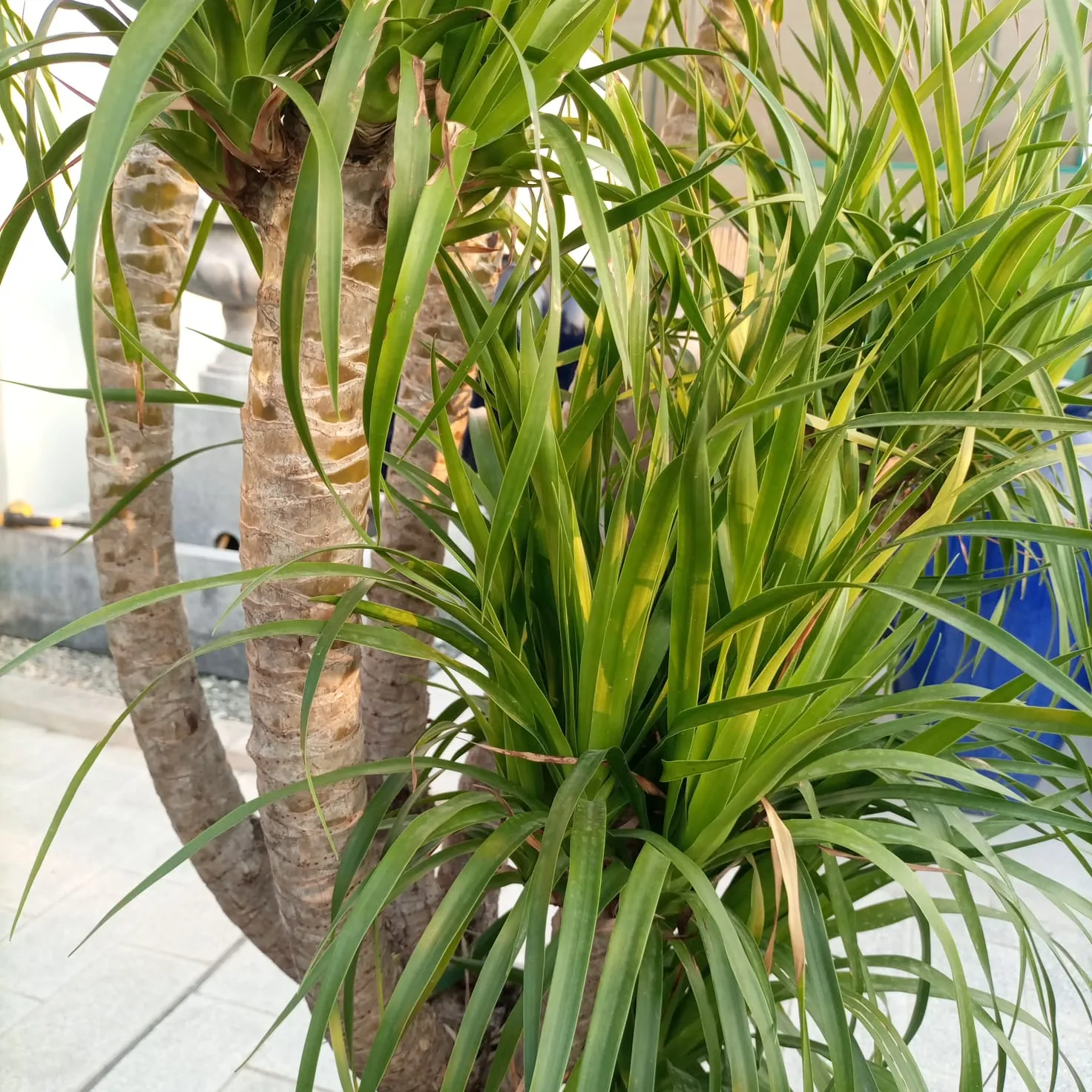 Succulent Dracaena Draco Type H6, Multistem 45LP, 1.8-2.0M