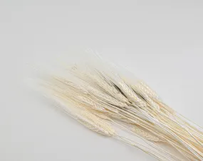 Triticum Bleached Wheat Bundle - 8oz bunch